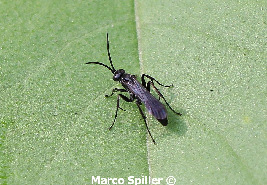 Pompilidae da identificare